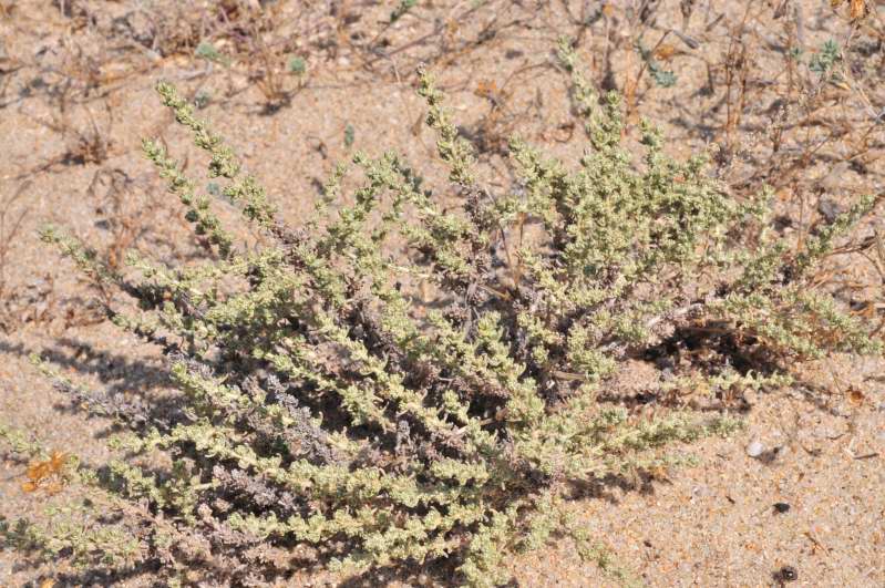 Helichrysum italicum subsp. tyrrhenicum / Perpetuini d''Italia